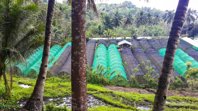 Maloray Sergios Farm Cebu113241.JPG