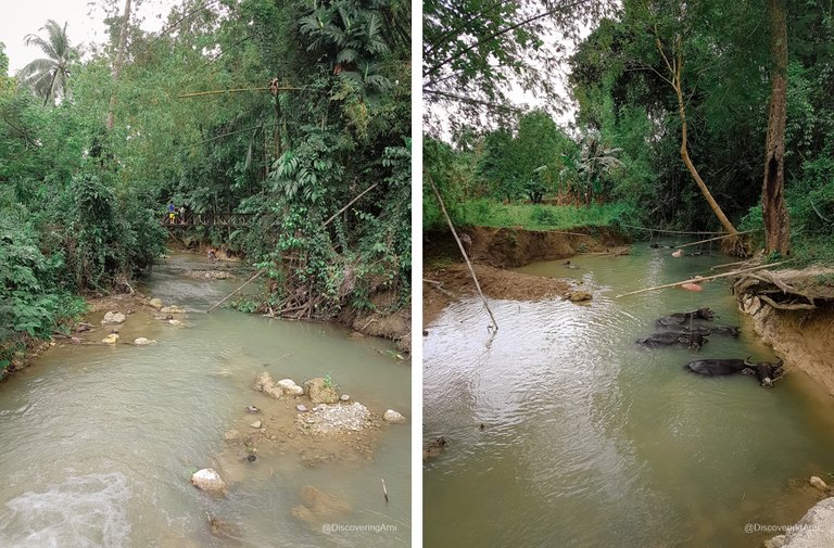 Carabaos and Pigs Spa