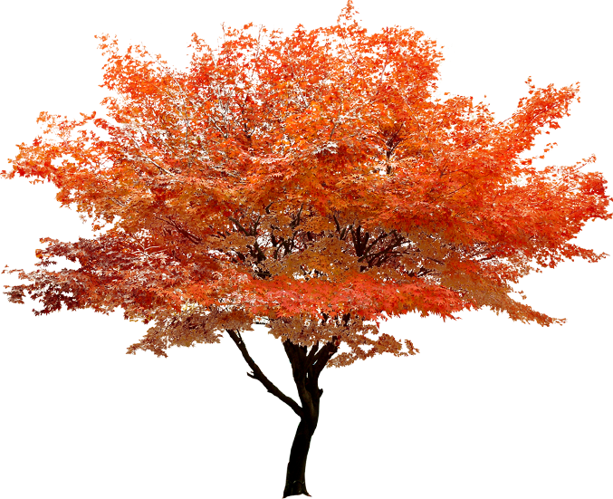 kisspng-red-maple-tree-clip-art-autumn-red-tree-stands-scenery-5a85fa7936fbc5.4161106315187298492252.png