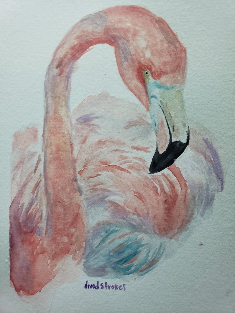 flamingo6.jpeg