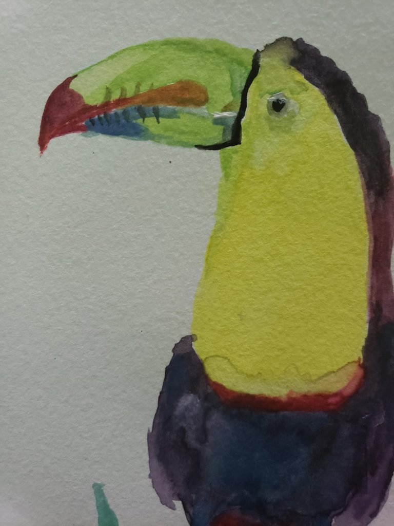 tucan5.jpeg