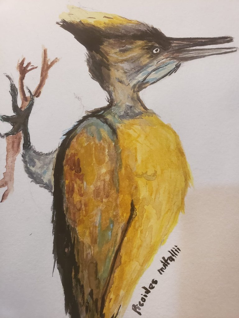 Chrysocolaptes7.jpeg