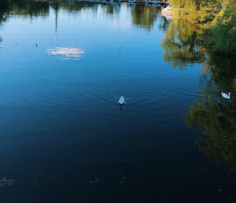 swan swimming.jpg