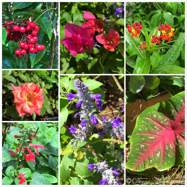 garden flowers2.jpg