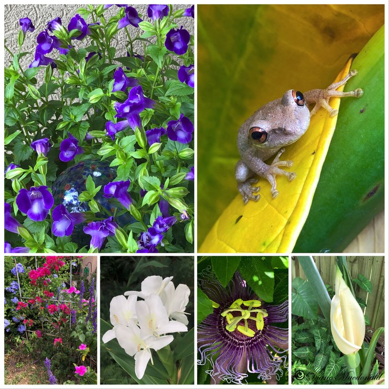 garden flowers3.jpg