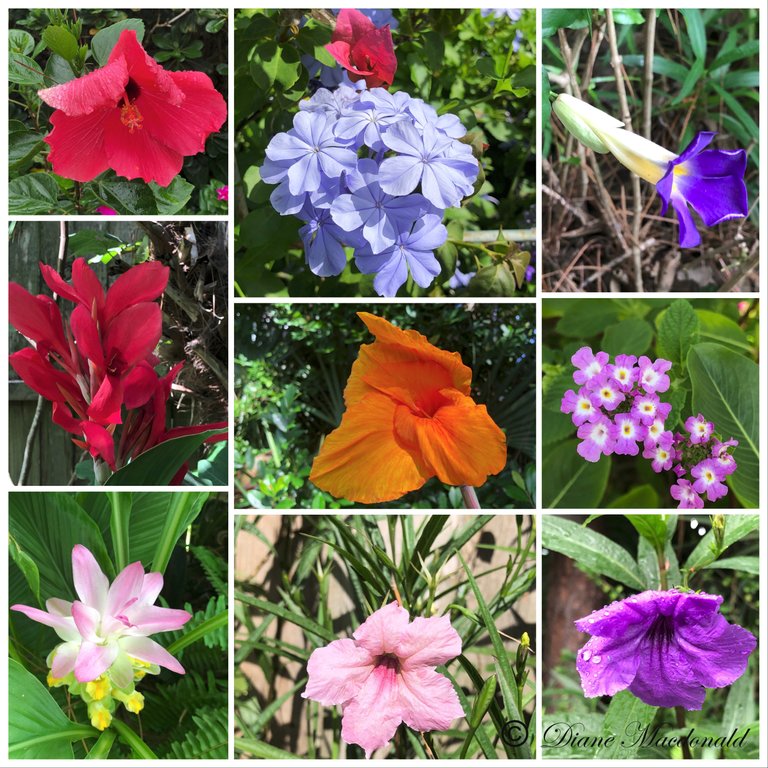 garden flowers.jpg