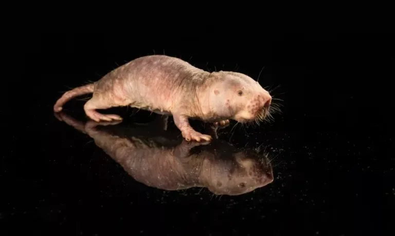 naked-mole-rats-dna-long-life-۲-1024x614.jpeg.webp