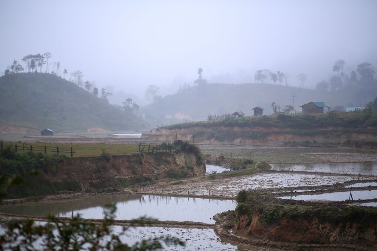 The rice fields are being "soaked".