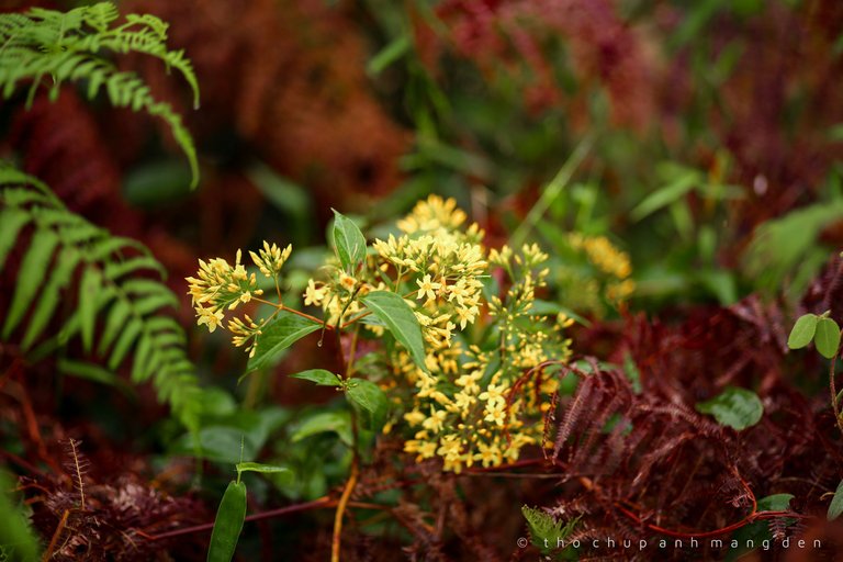 This is a poisonous plant, its Vietnamese name is "lá ngón" plant, which has the scientific name of Gelsemium Elegans. They have very beautiful flowers but their leaves are very poisonous, if people eat their leaves by mistake, there is a very high chance that they will die. I have seen them a lot in this village.