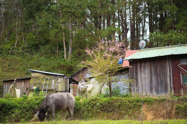 Here, local people live mainly in simple small wooden houses and make their living mainly by growing rice.