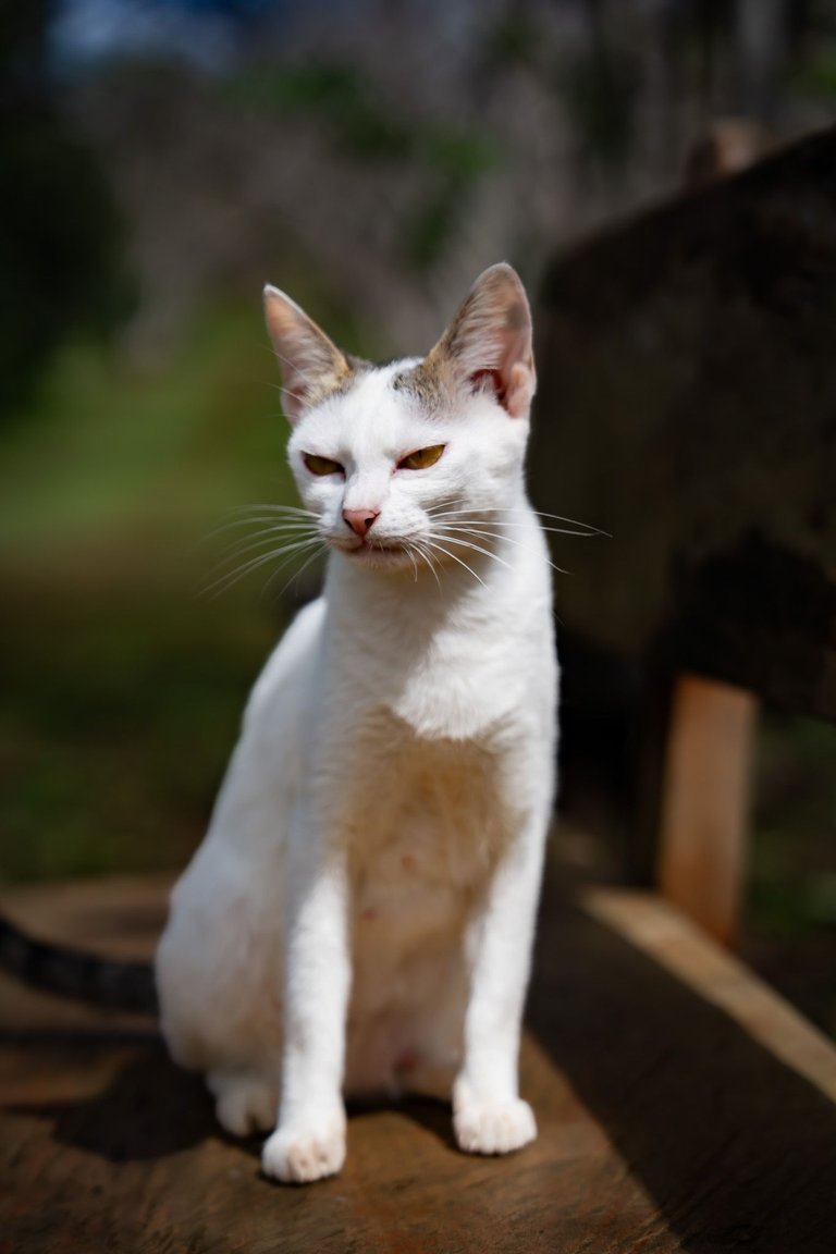DSC04282.jpg