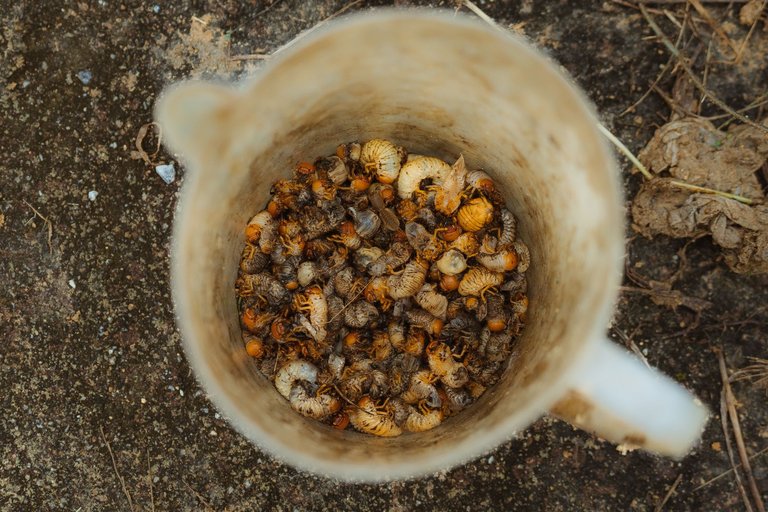 These are earthworms, do you eat them?