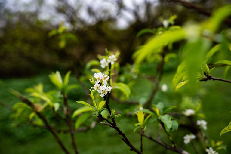 DSC00130.jpg