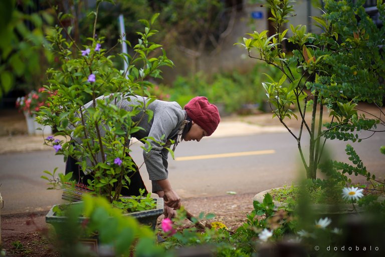 The owner of the cafe has planted many kinds of s and flowers around it.