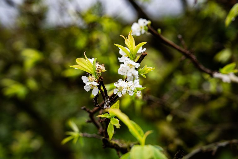 DSC00177.jpg