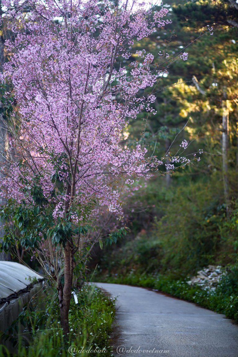 The alley leading to Tui Mo To cafe