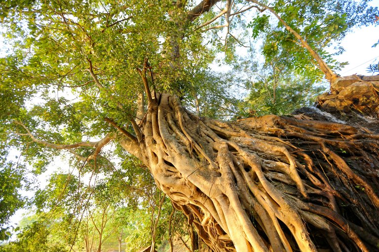 A majestic tree with huge roots covering a cliff.