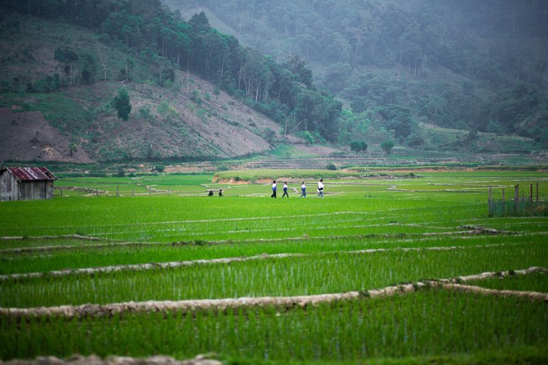 The kids are on their way to school. They have to walk through rice fields to go to school.