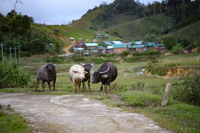 Have you ever seen a white buffalo? I have seen some in this village.