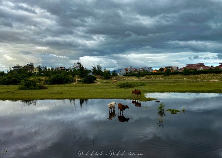 Cows are grazing and enjoying in a suburb of Da Nang city.