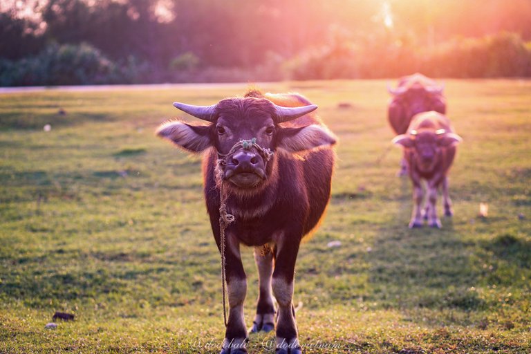 Buffalo - symbol of Vietnamese agriculture.