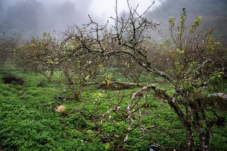 DSC00782.jpg