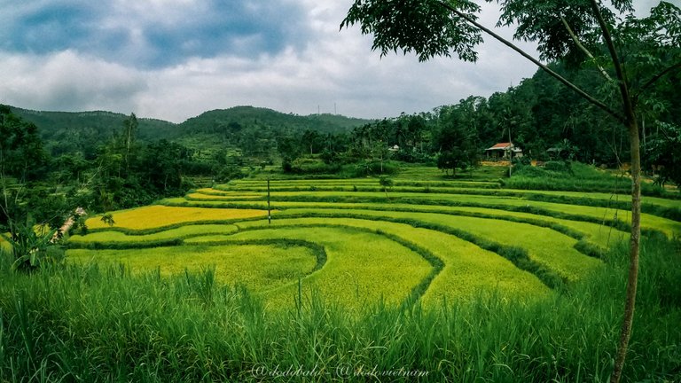 This is a terraced field in the ripe rice season in the mountainous district of Que Son in Quang Nam province.