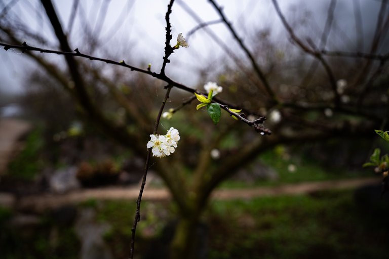 DSC00785.jpg