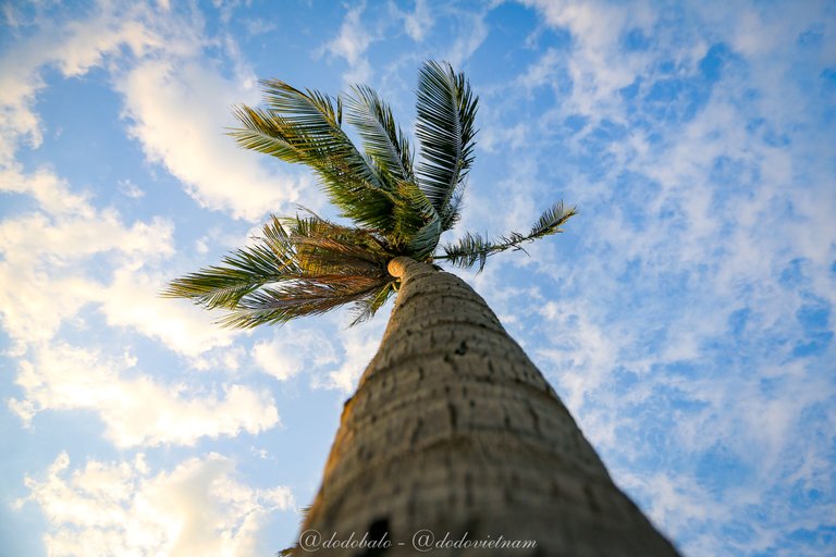 This is a coconut tree in the coconut forest at Lang Van beach, a hidden beach at the foot of Hai Van pass.