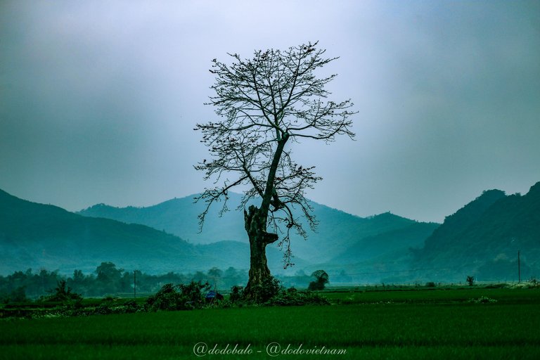 This is a lonely rice flower tree in the middle of an vast rice field in Quy Hop, a mountainous district in Nghe An province.