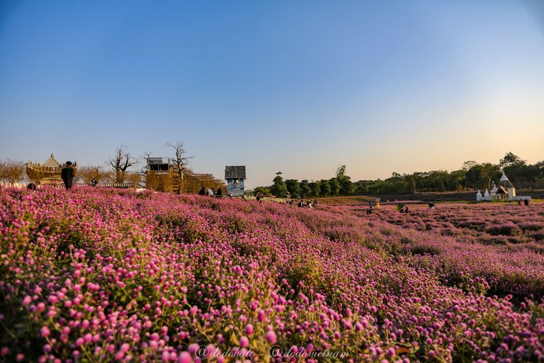 This is a flower hill in the flower meadow in Long Bien district, Hanoi.