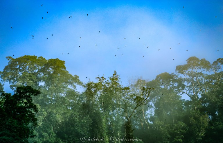 Swallows are flying over the primeval forest in Kon Chu Rang Nature Reserve in the early morning.
