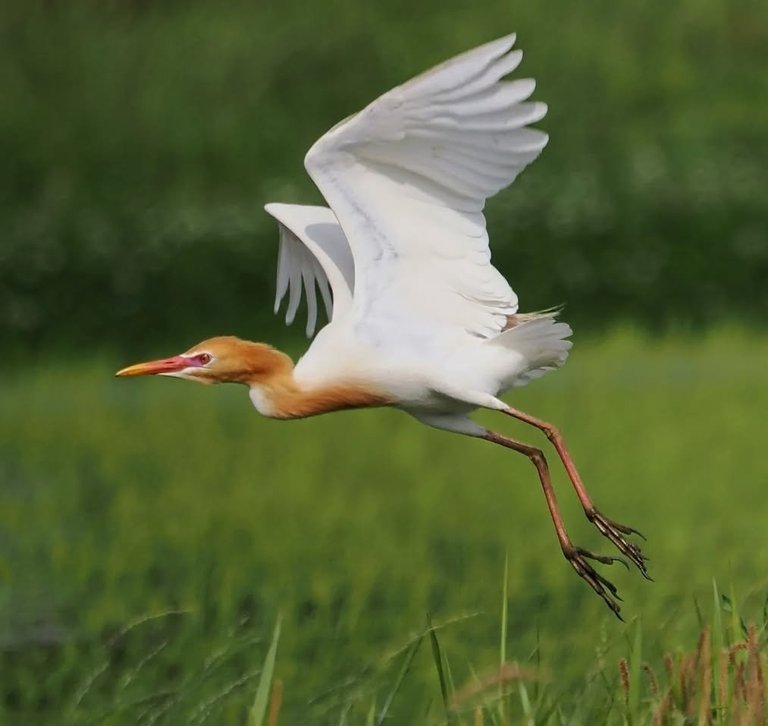 So Cute Cattle Egret Bird