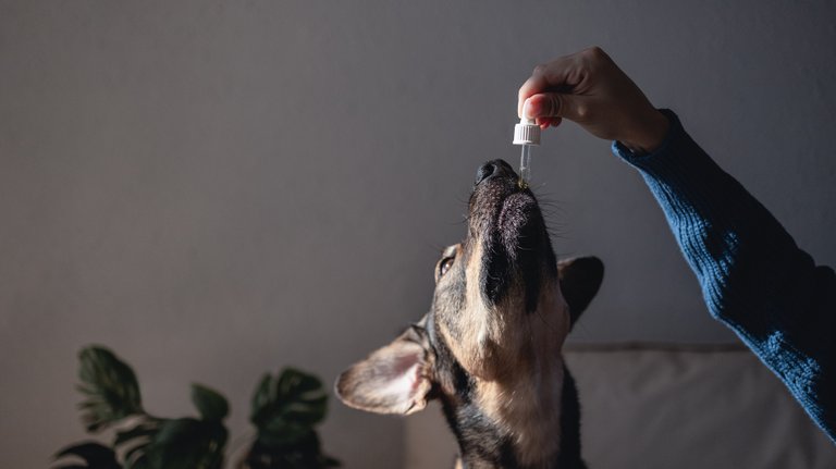 pet-dog-taking-cbd-hemp-oil-canine-licking-cannabis-dropper-for-anxiety-treatment.jpeg