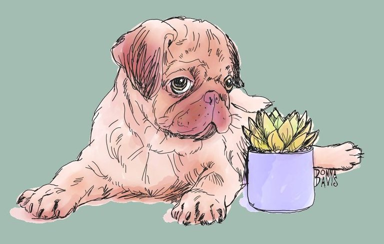 pugsucculentsketch2SMALLTHUMB2.jpg