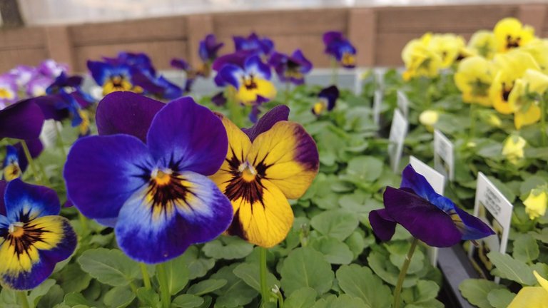 gardencentre1.jpg
