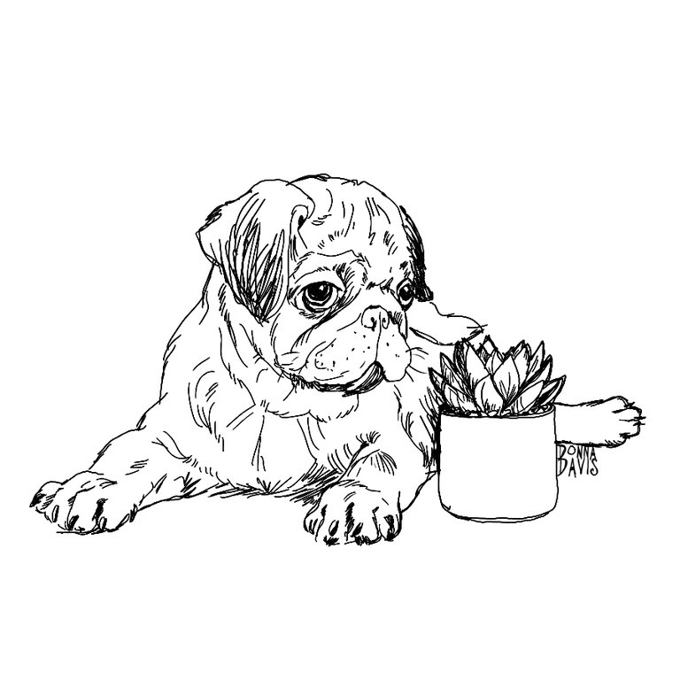 pugsucculentsketch1SMALL.jpg