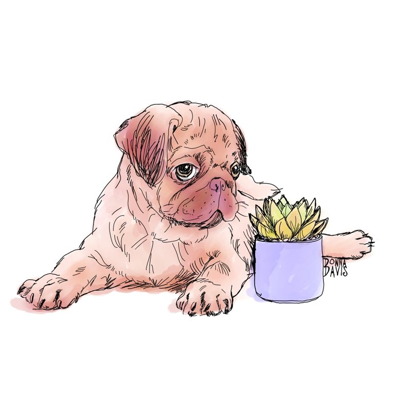 pugsucculentsketch2SMALL.jpg