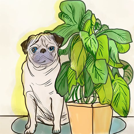 pugplant1.jpg