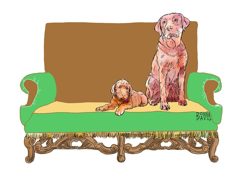labsonchairSmall3.jpg