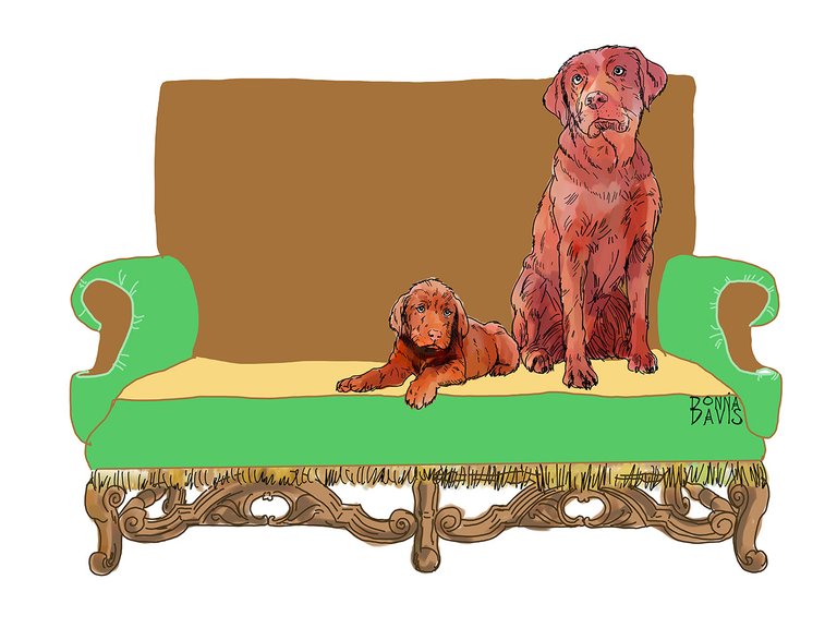 labsonchairSmall4.jpg