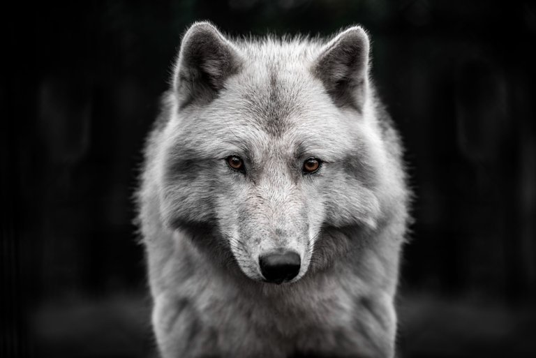 portrait-polar-wolf-handsome-young-male.jpg