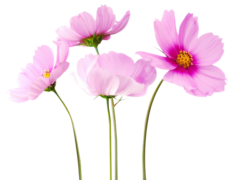 Cosmea Flower - 1280x985.png