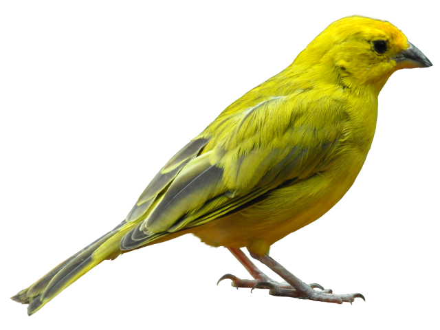 Yellow Bird Standing - 640x480.png