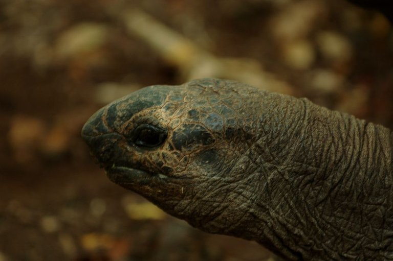 Head of a Giant Turtle on Prison Island