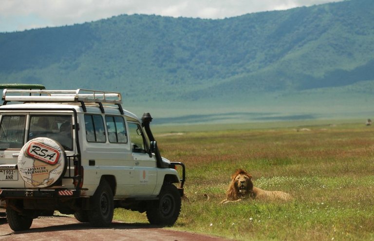 Lions and Safari Cars in Ngorongoro