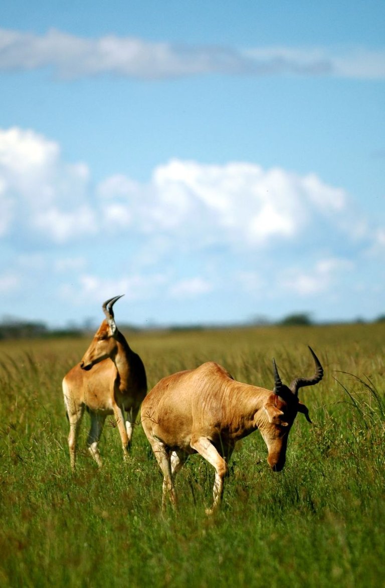 Hartebeast in Serengeti