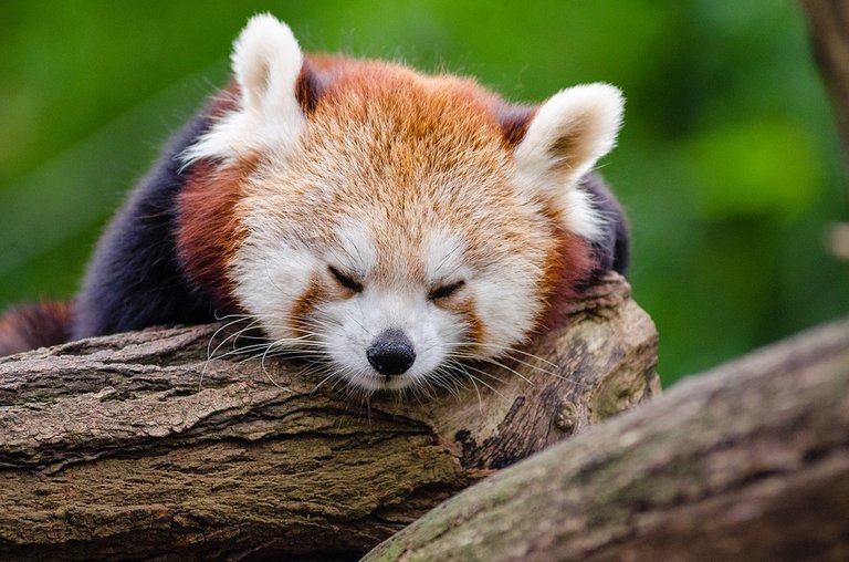 red-panda-1194504_960_720.jpg