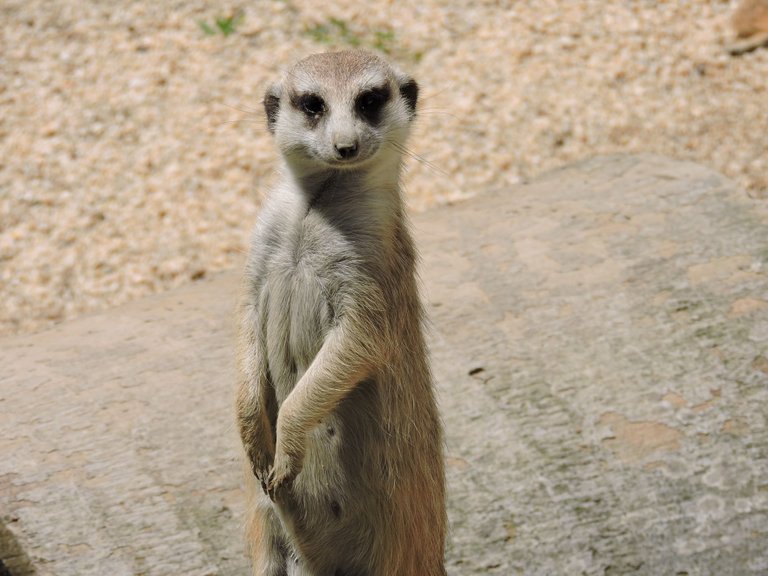 meerkat-2989902_1920.jpg