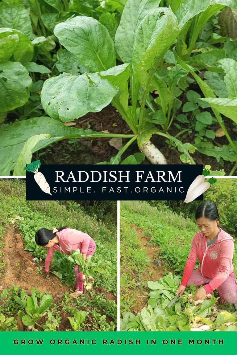 30 Days to Harvest: We Grew Healthy and Organic Radish Using Simple and Natural Methods 